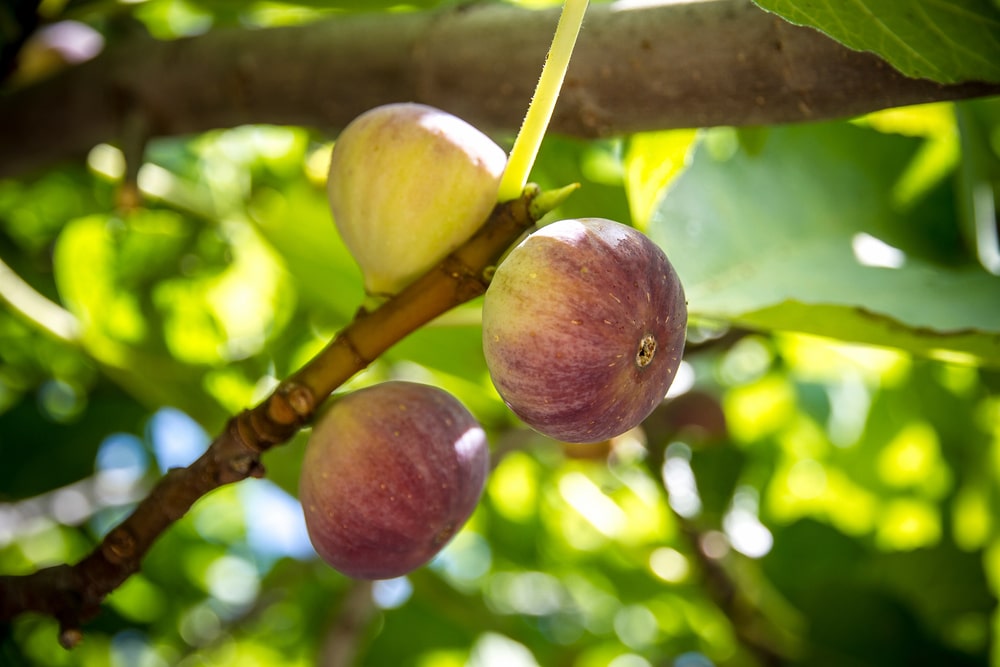 Can You Grow Your Figs At Home?