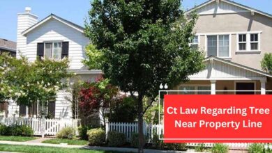 Ct Law Regarding Tree Near Property Line