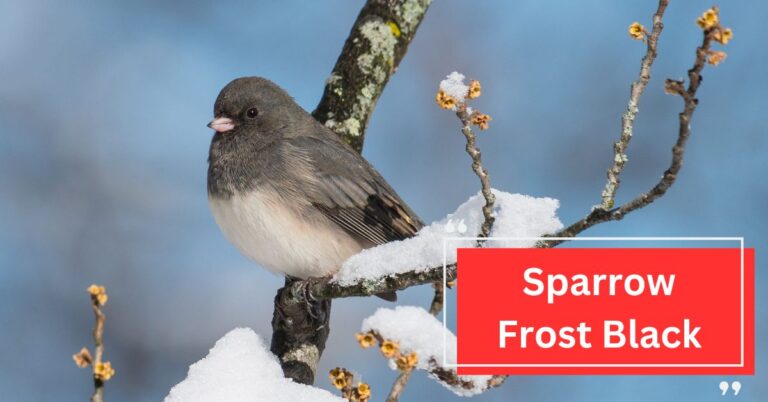 Sparrow Frost Black