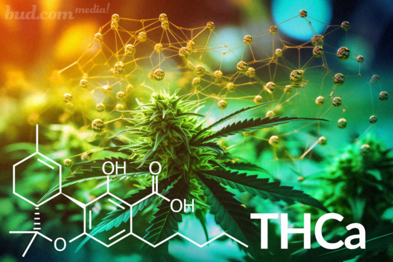 5 Benefits of THCa Flower